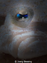 Eye of a flounder by Joerg Blessing 